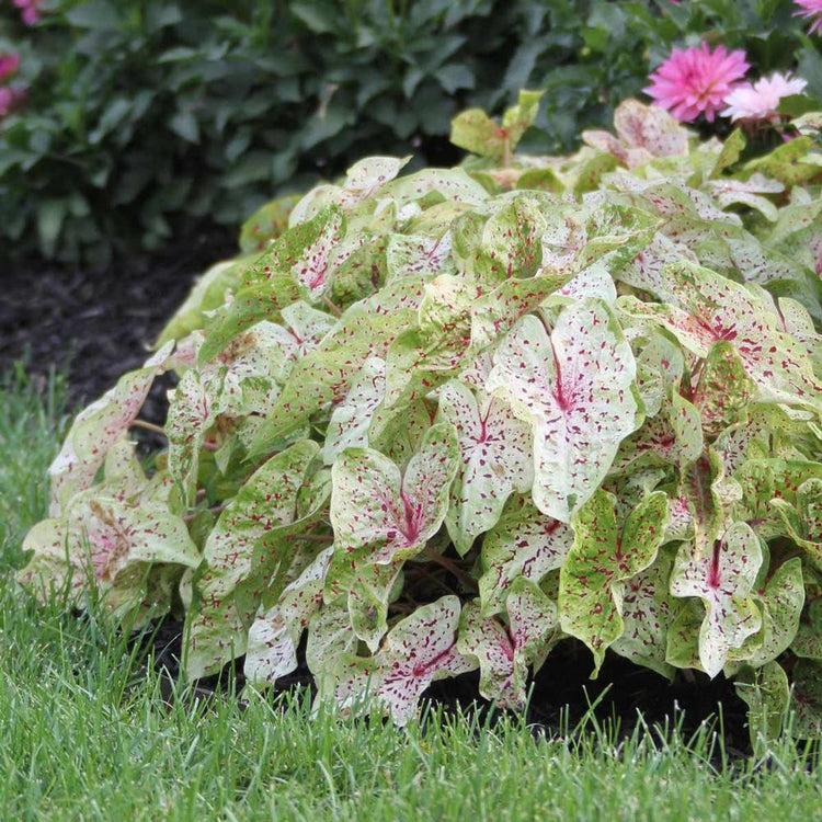 Caladium Dwarf Miss Muffet