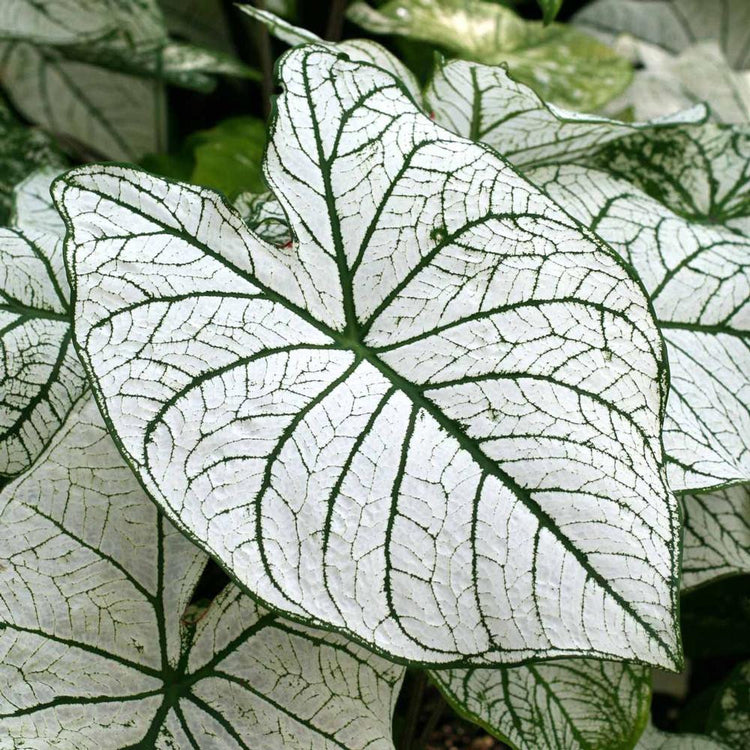 Caladium Fancy Candidum