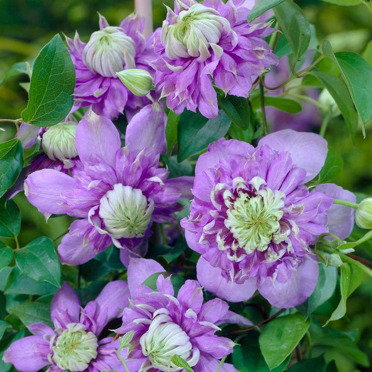 Clematis Rebloomer Blue Light
