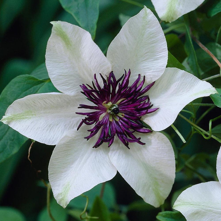 Clematis Standard Florida Sieboldii