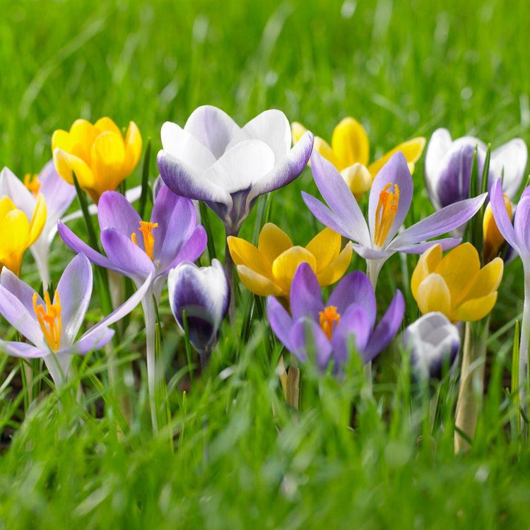 Crocus Species Assorted Colors - Bulk Offer
