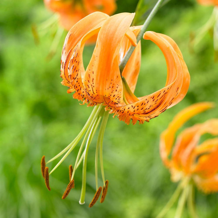 Lily Species Henryi (Spring)