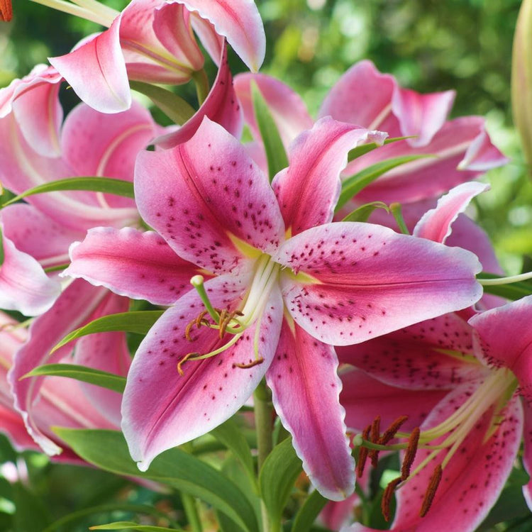 Lily Oriental Stargazer (Fall)