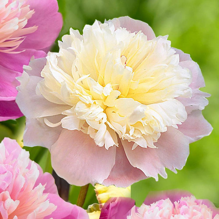 Peony Lactiflora Lady Alexandra Duff (Spring)
