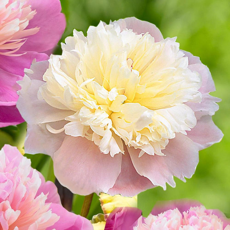 Peony Lactiflora Lady Alexandra Duff (Fall)
