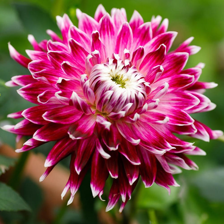 Dahlia Dinnerplate Vancouver