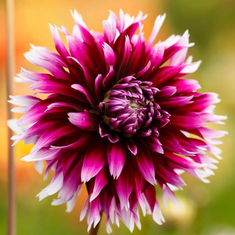 Dahlia Cactus Alauna Clair-Obscur
