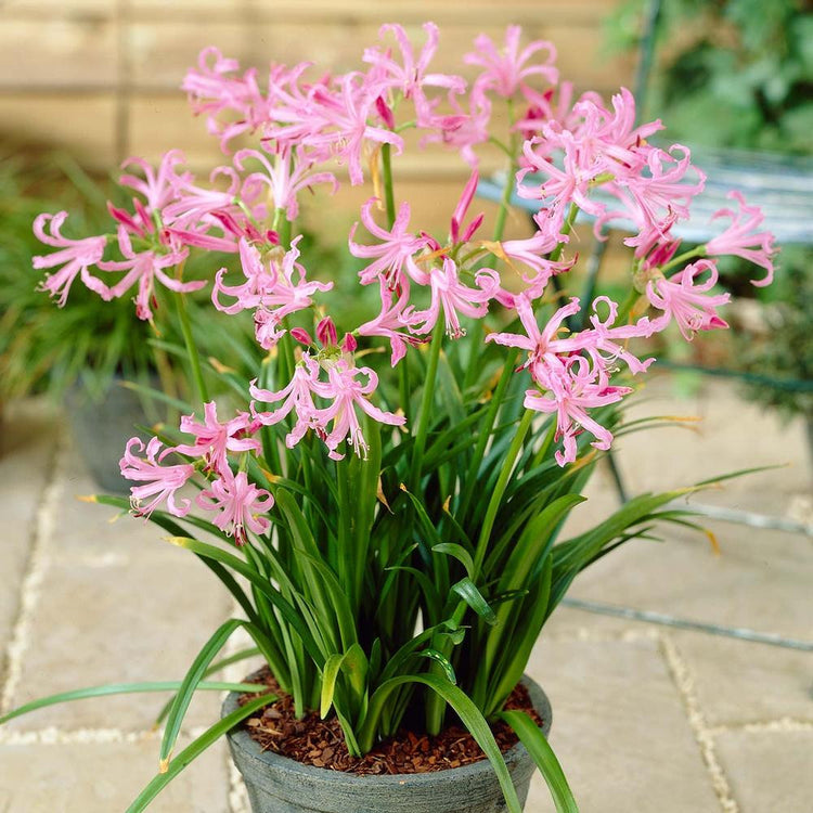 Nerine Bowdenii