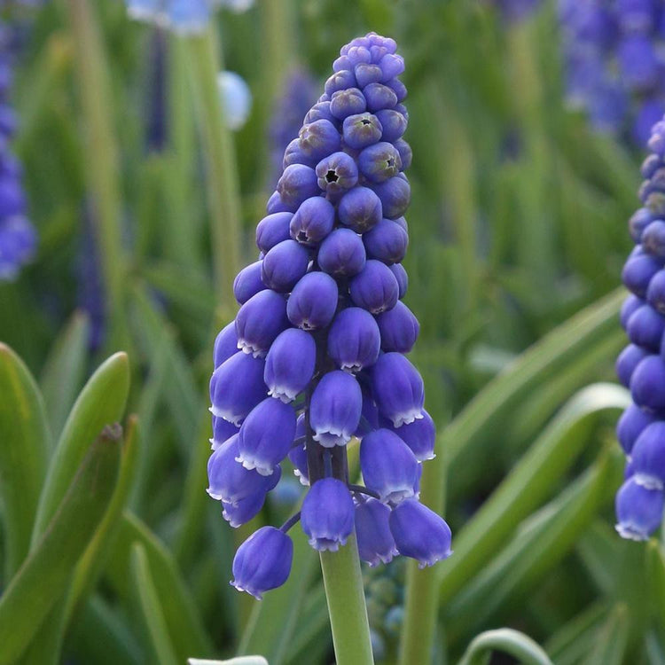 Muscari Armeniacum