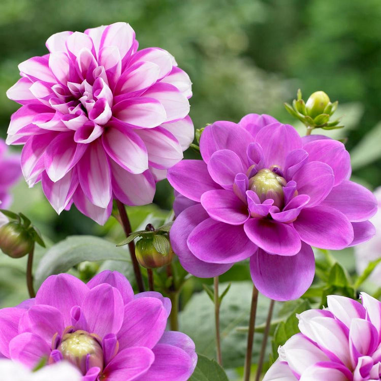 Dahlia Waterlily Priceless Pink & Serkan