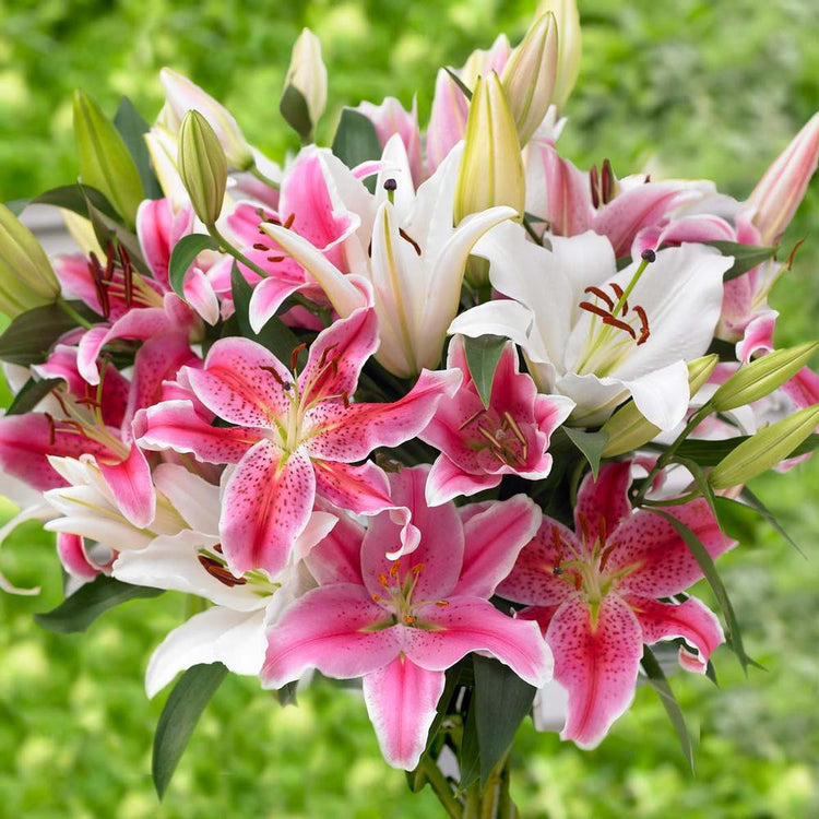 Lily Oriental Mix - Bulk Offer (Fall)