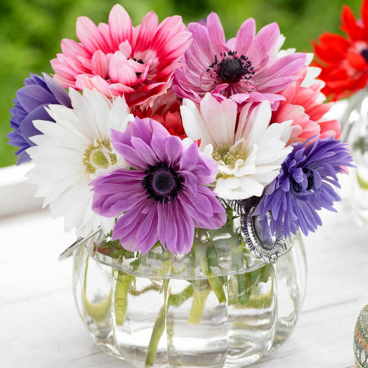 Anemone St Brigid Assorted Colors (Fall)