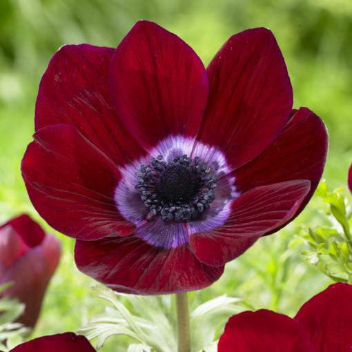 Anemone De Caen Bordeaux (Fall)