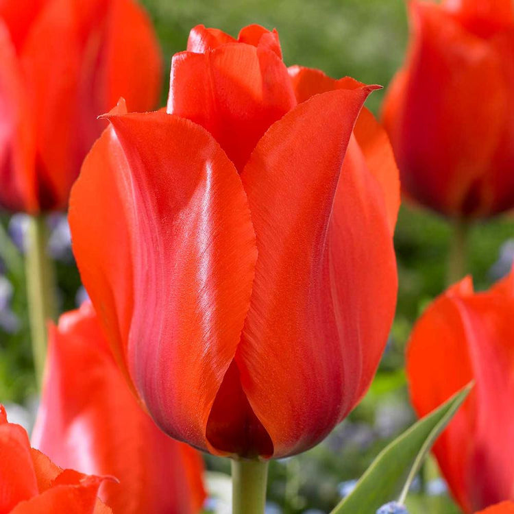 Tulip Greigii Casa Grande