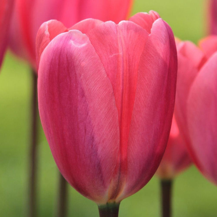 Tulip Darwin Hybrid Cosmopolitan