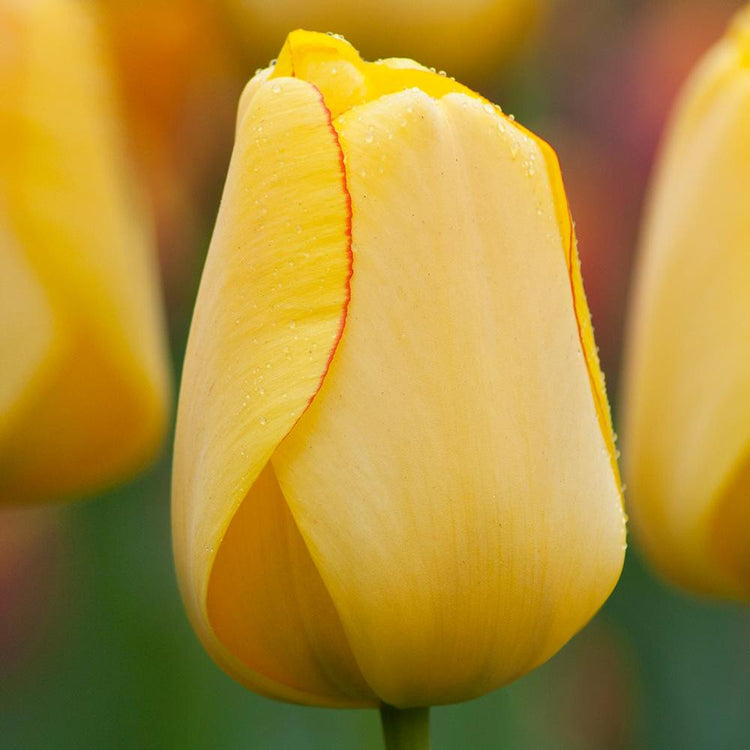 Close up of Darwin hybrid tulip Golden Parade showing a single flower with yellow petals and thin red edging.
