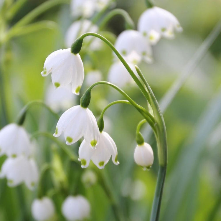 Leucojum Gravetye Giant
