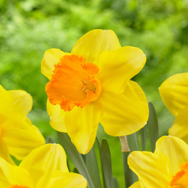 One blossom of the classic large cupped daffodil Orange Progress, showing the flower's bright yellow petals and vibrant orange cup.