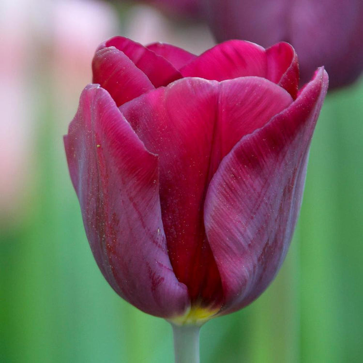 A single blossom of Triumph tulip Purple Lady showing this flower's rich, burgundy and blue-violet petals.