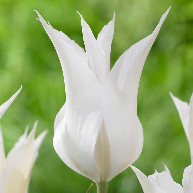 Tulip Lily Flowering Sapporo