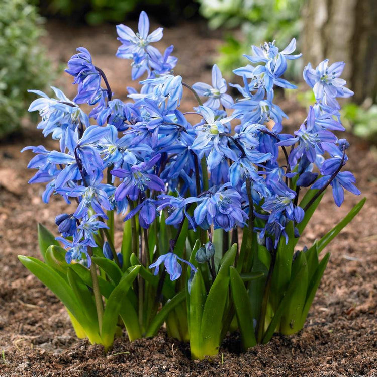 Scilla Siberica Blue
