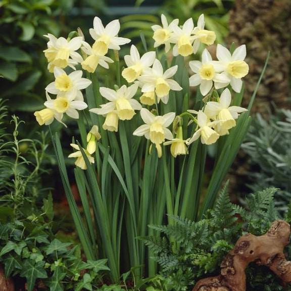 A planting of heirloom daffodil Lemon Drops in a garden, showing this variety's dainty white flowers with long, pale yellow cups.