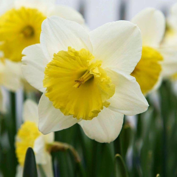 Daffodil Large Cupped Ice Follies