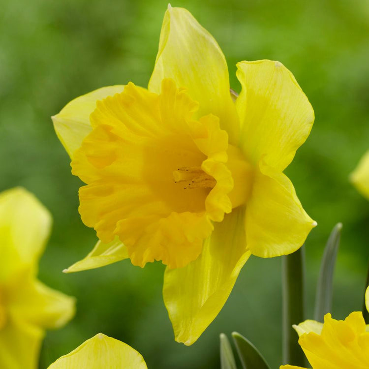 Close up of Rijnveld's Early Sensation, a classic early-blooming trumpet daffodil with yellow petals and a prominent, widely flared trumpet.