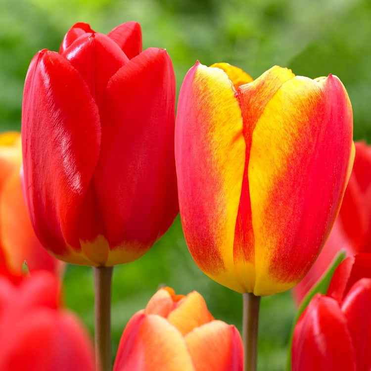 The flowers of two Darwin hybrid tulips, featuring classic red Oxford and the red-orange-yellow blossoms of Oxford Elite.