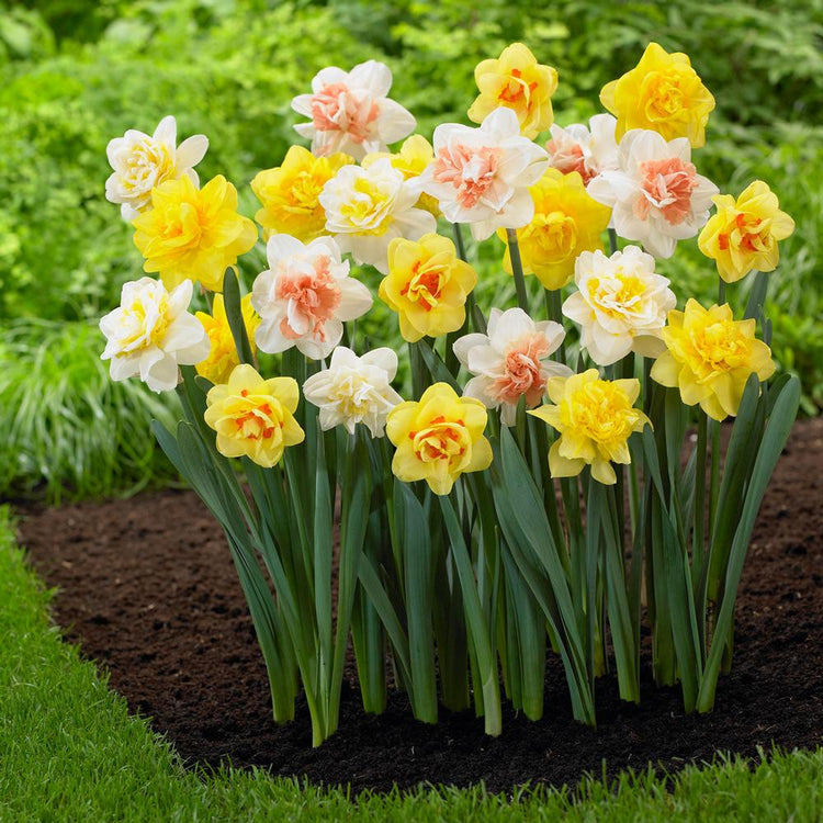Daffodil Double Assorted