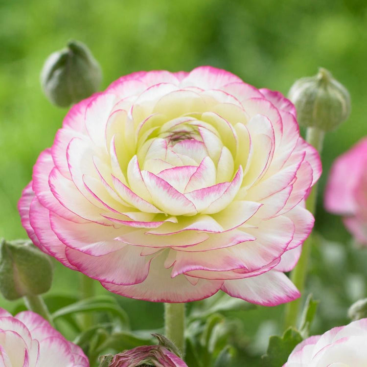 Ranunculus Tomer Picotee (Spring)