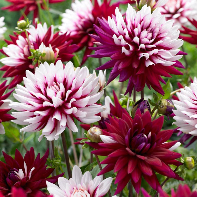 Dahlia Decorative Rebecca's World