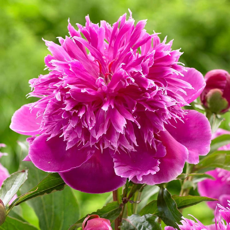 Peony Lactiflora Purple Spider