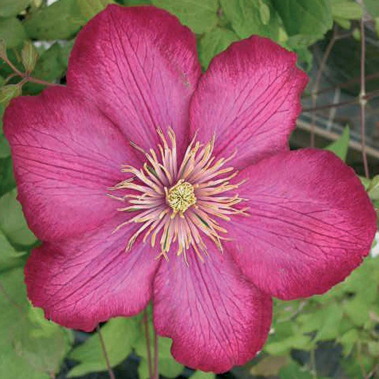 Clematis Standard Ville de Lyon