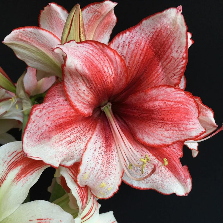Amaryllis Charisma displaying its red and white ombre petals against a black background.