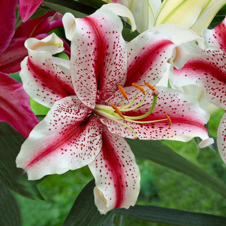 Lily Oriental Dizzy (Spring)