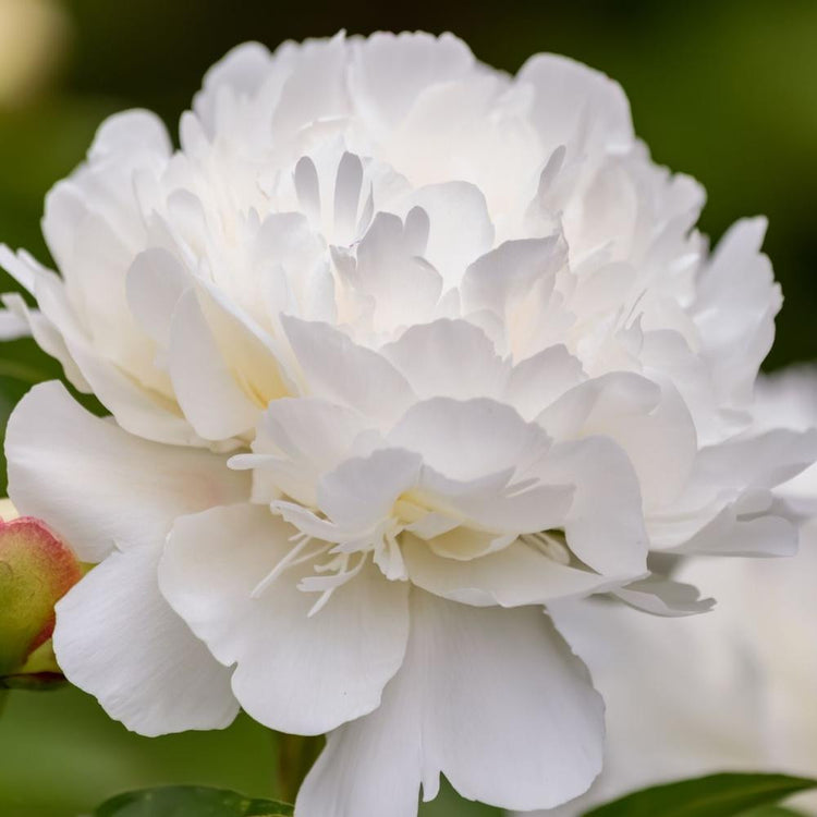 Peony Lactiflora Duchess de Nemours (Spring)