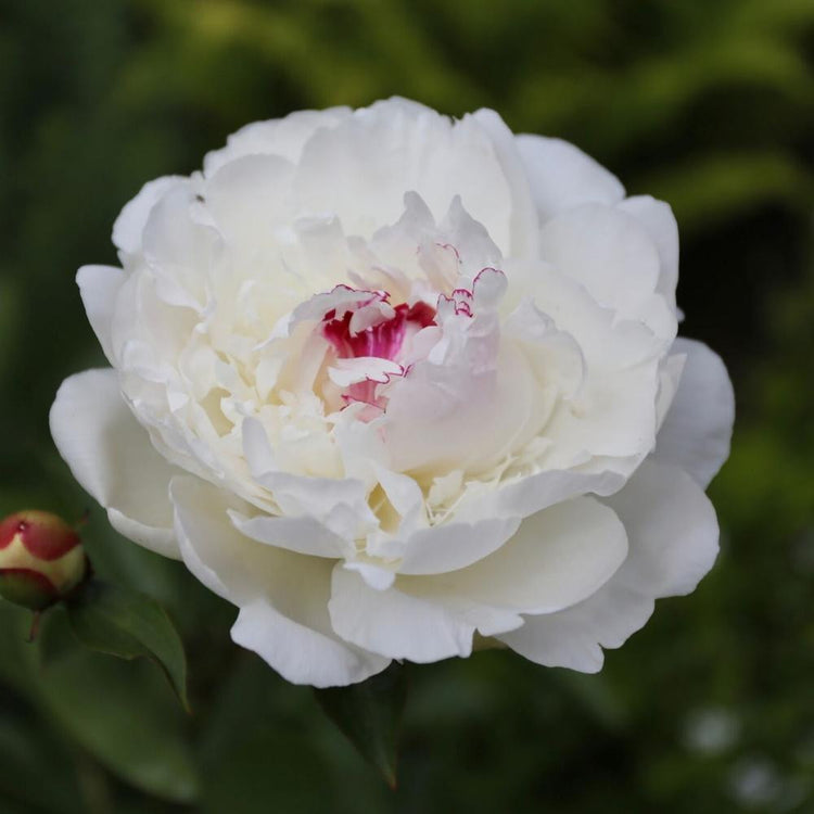 Peony Lactiflora Festiva Maxima (Fall)