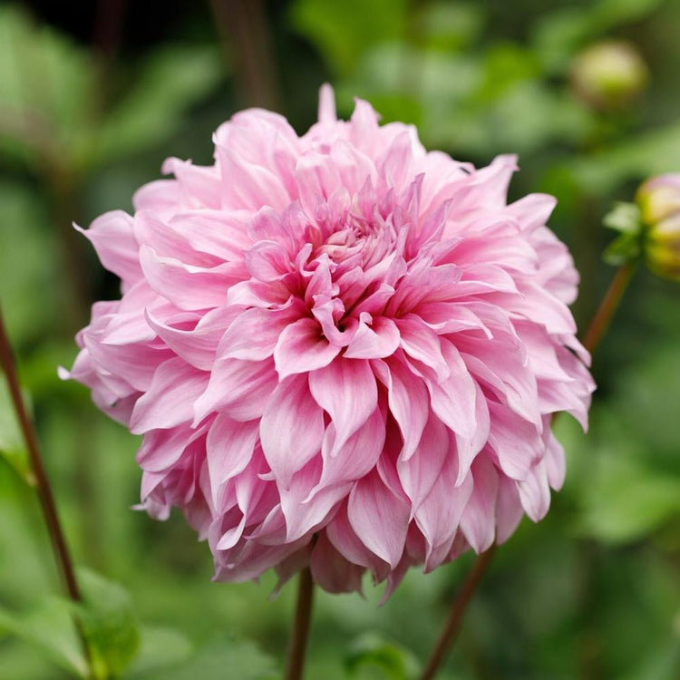 Dahlia Dinnerplate Vassio Meggos