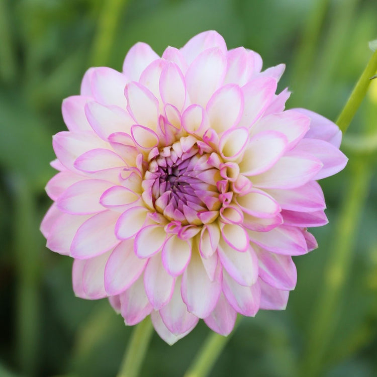Dahlia Decorative Arbatax