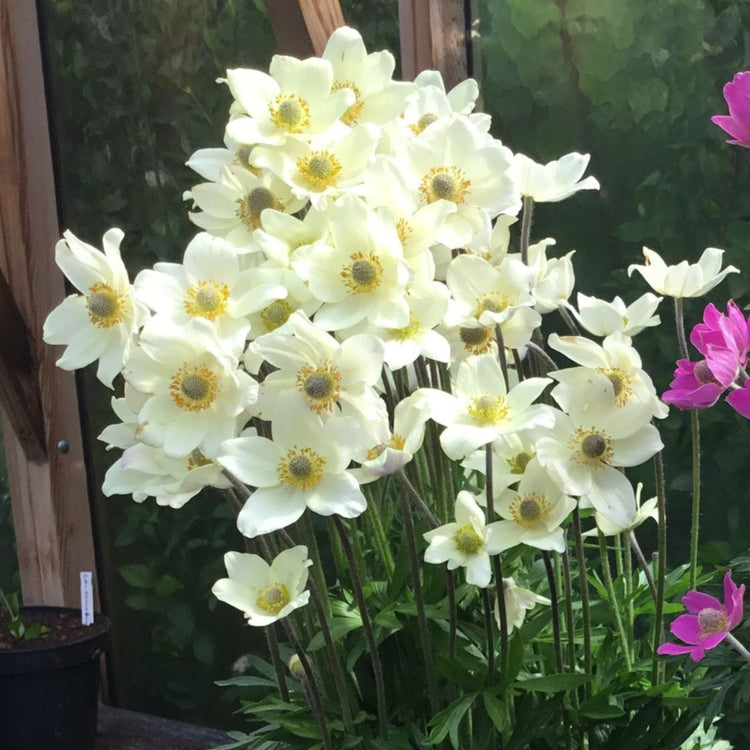 Anemone sylvestris Spring Beauty White blooming in a late spring garden.