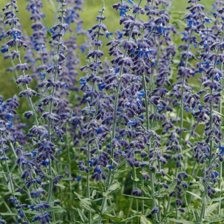 Perovskia Atriplicifolia Silver Scepter