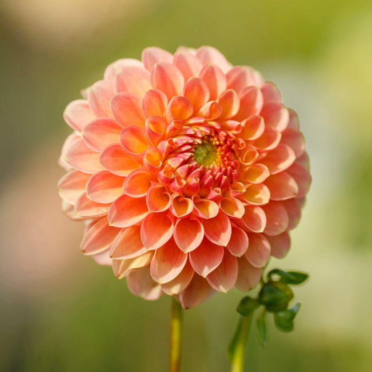 Dahlia Ball Jowey Nicky