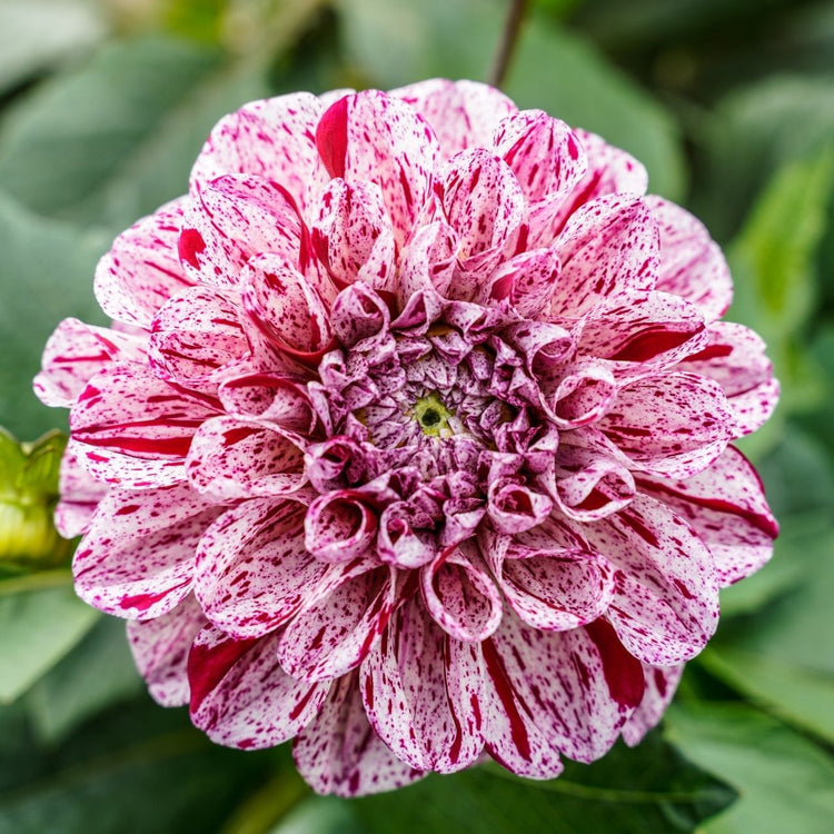 Dahlia Ball Marble Ball