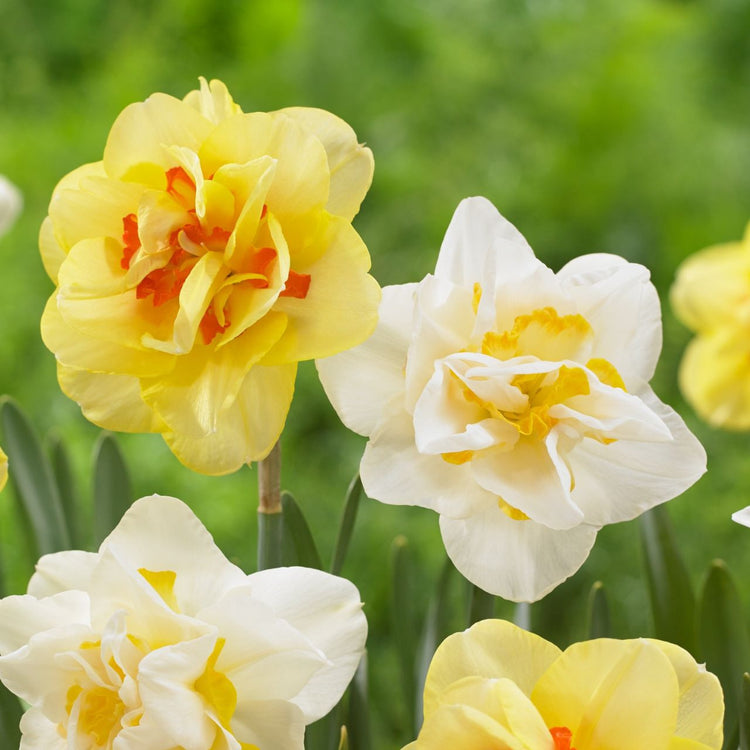 A pair of double daffodils, featuring the yellow and orange variety Tahiti with the white and yellow flowers of White Lion.