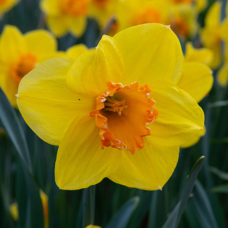 Daffodil Trumpet Bright Jewel