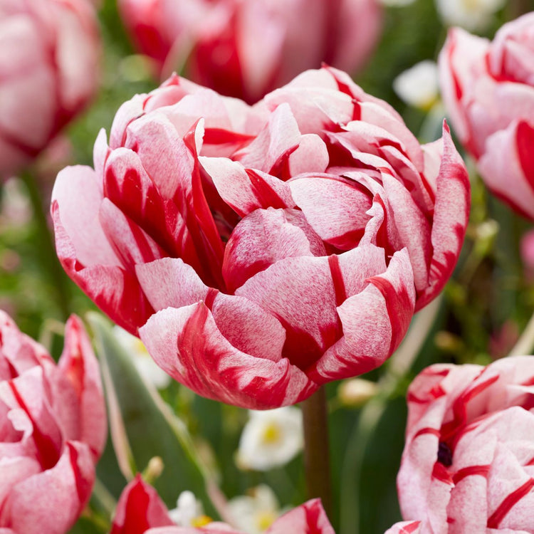 Tulip Double Late Carnaval Sweet