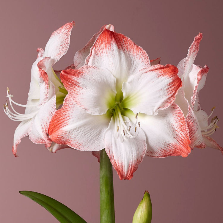 The flowers of single amaryllis Sofia, displaying white petals with scarlet-red edges.