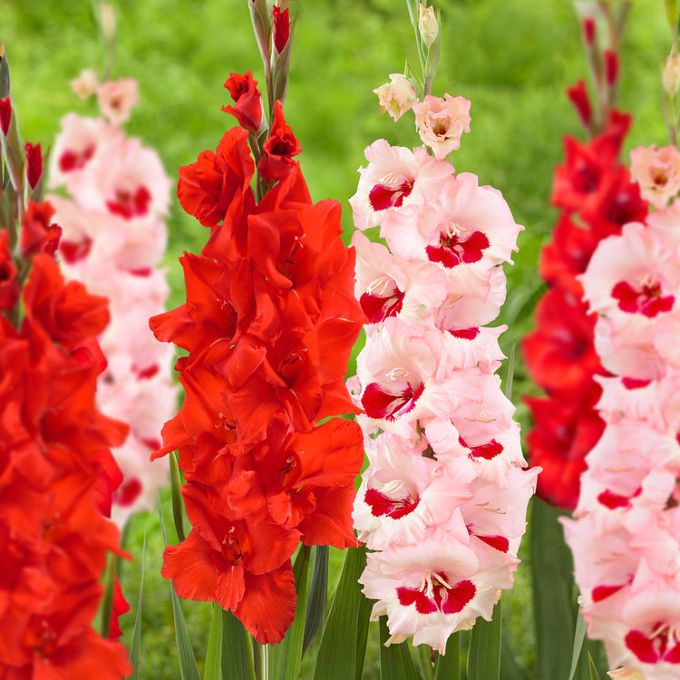 Gladiolus Manhattan & Wine and Roses