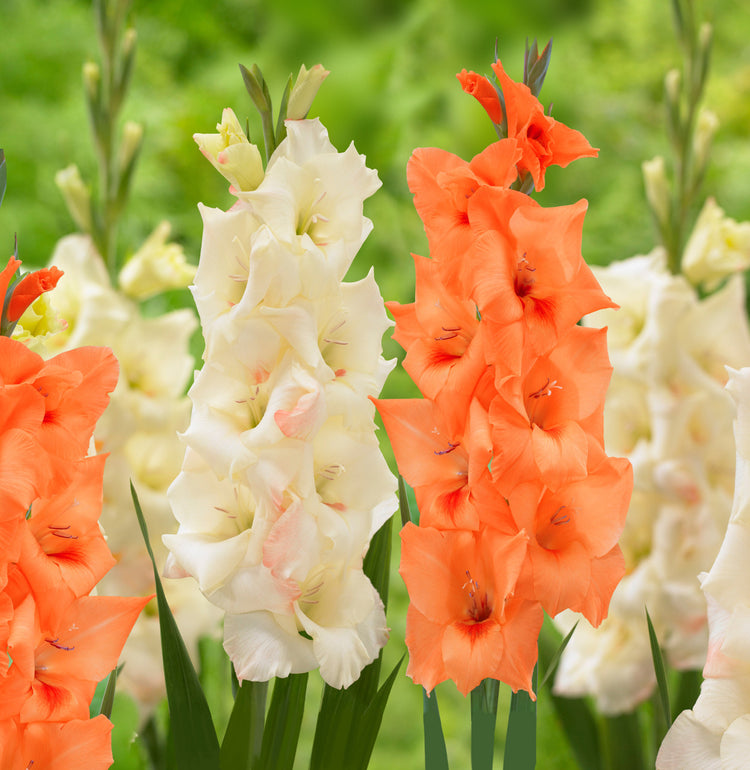 Gladiolus Peter Pears & Cream Perfection